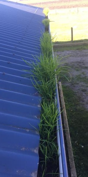 Gutter before cleaning