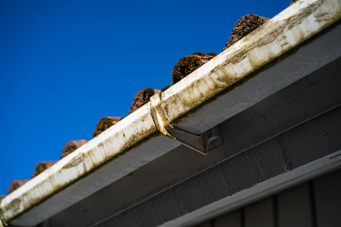 Leaves and debris collected along a roof gutter